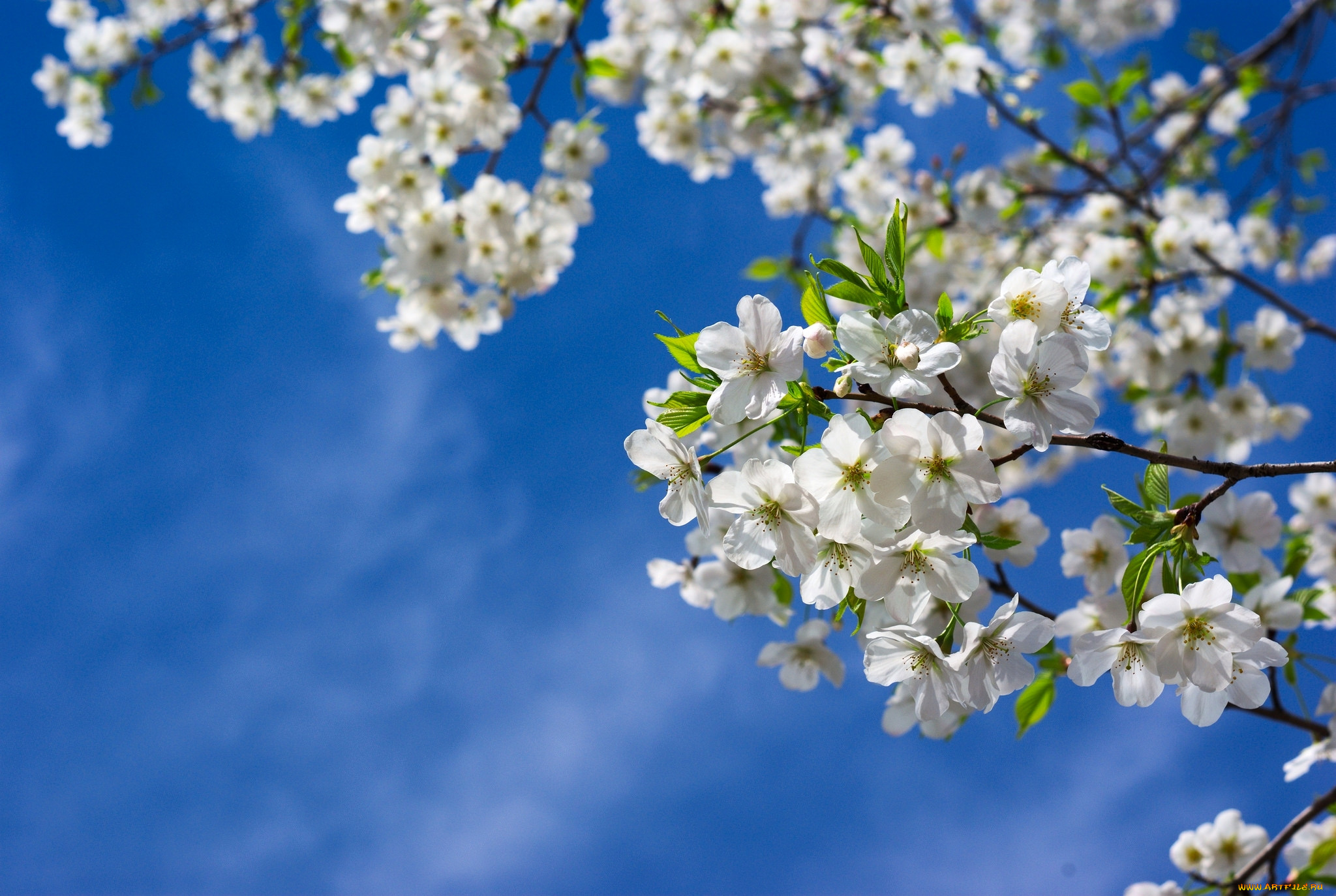 Картинки апрель красивые на телефон. Цветущая вишня. Весенние цветы. Красивая Весенняя природа.